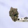 Seed Junky Zkittlez x Marker x Animal