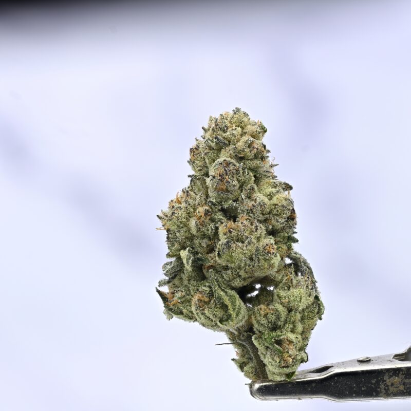 HOF – Zour Caviar