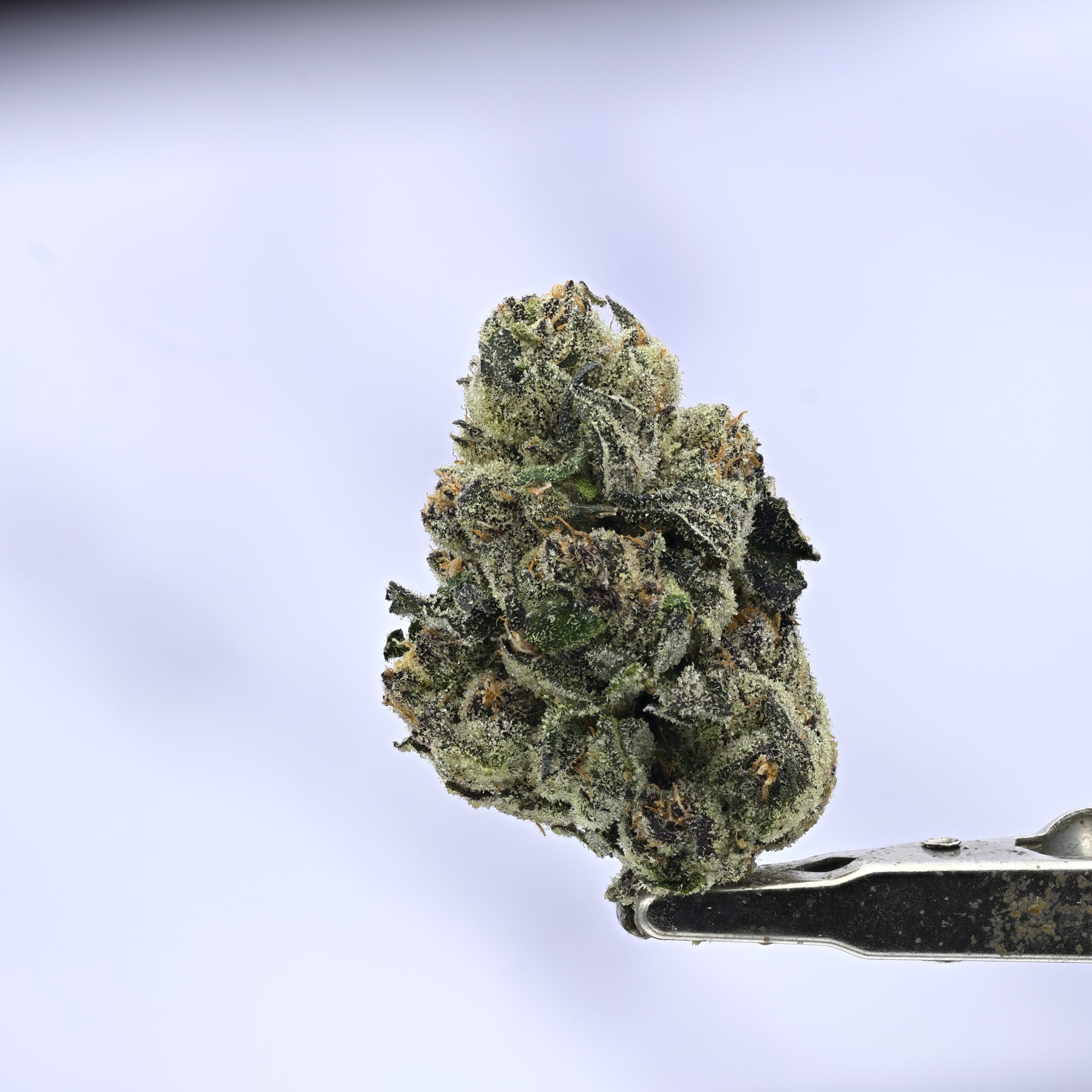 HOF – Zour Caviar