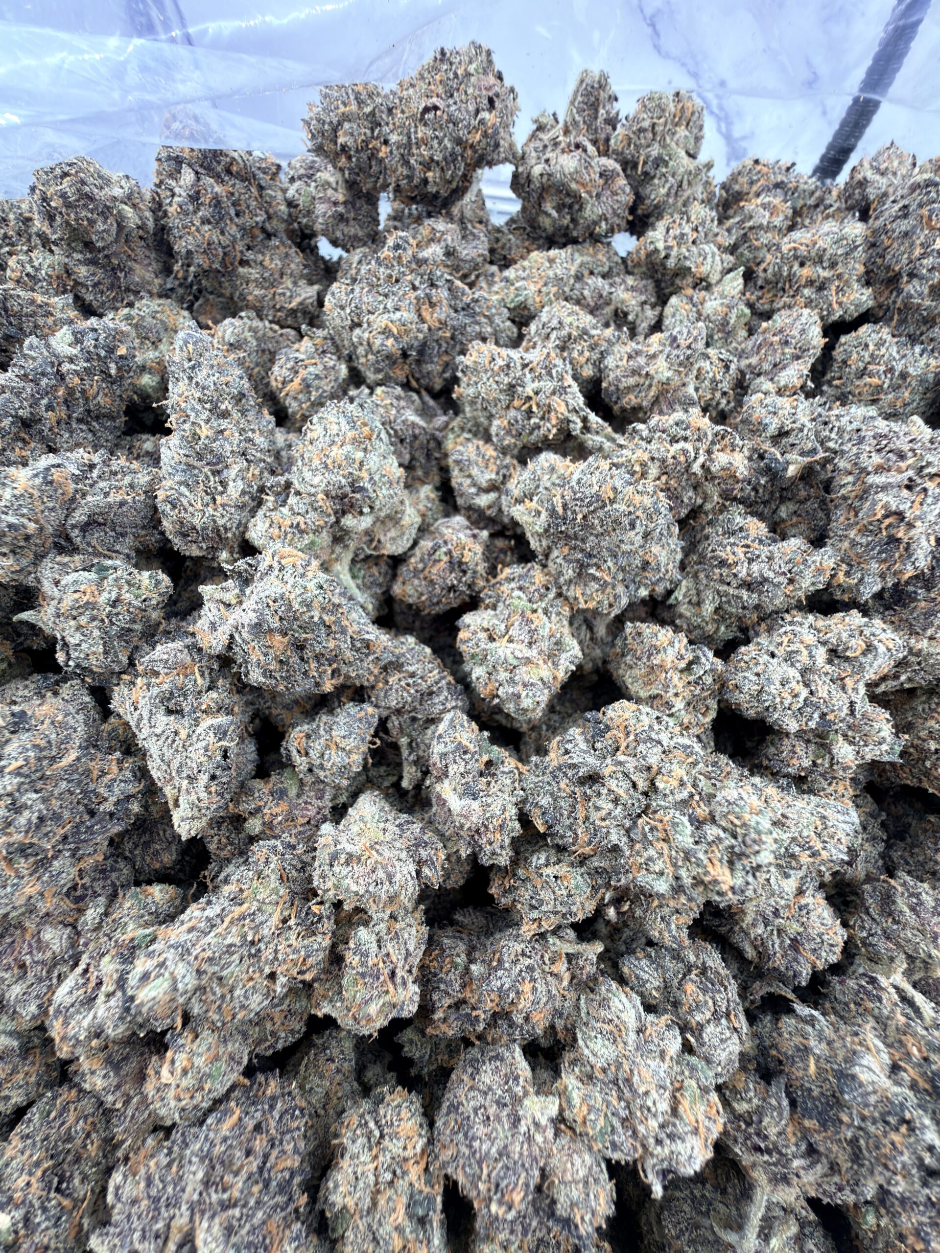Doja Ultraviolet