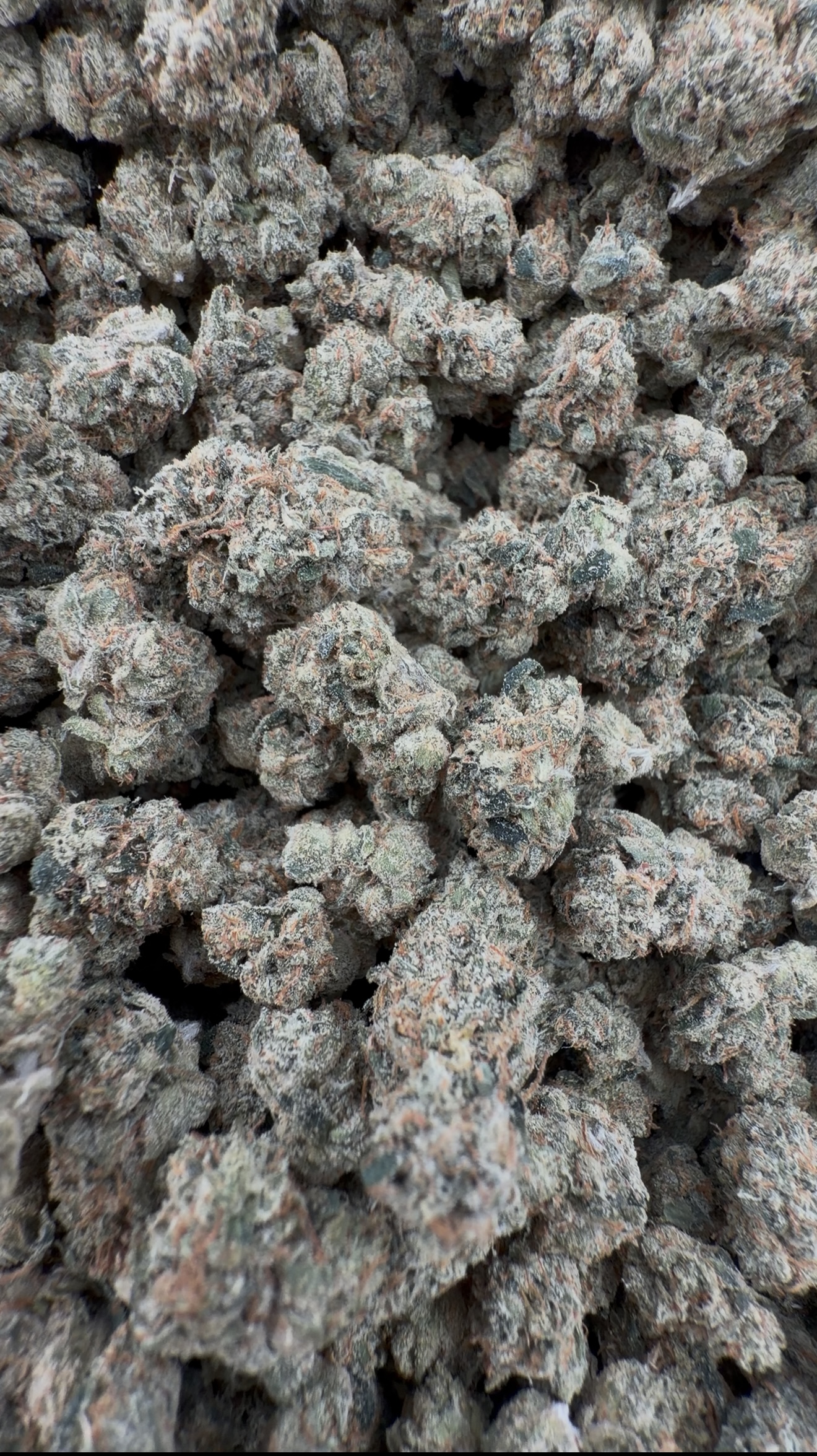 Yacht Club Royal Oak OG