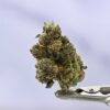 Seed Junky Blue Zushi x G41