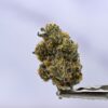 Seed Junky Blue Zushi x G41