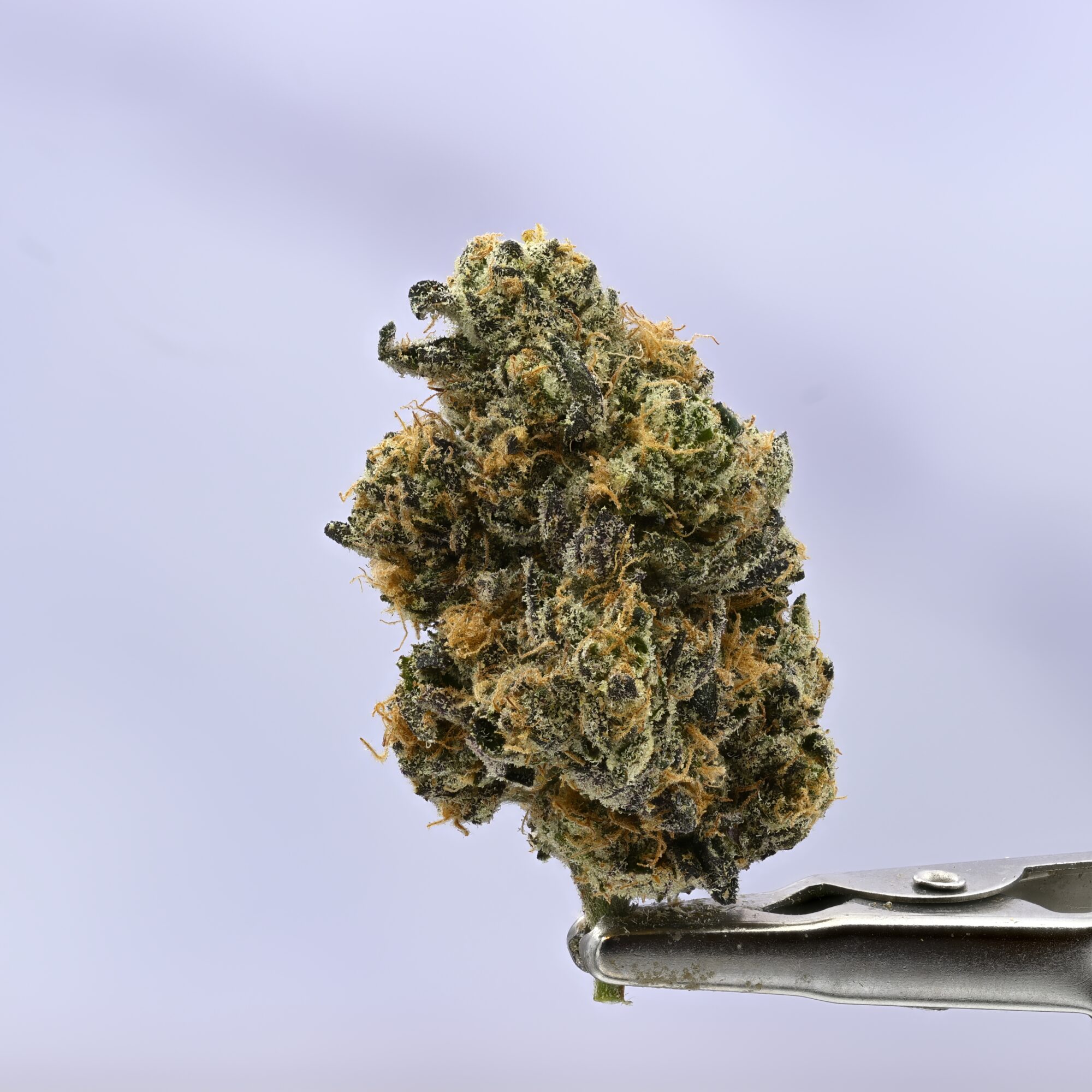 Seed Junky Blue Zushi x G41