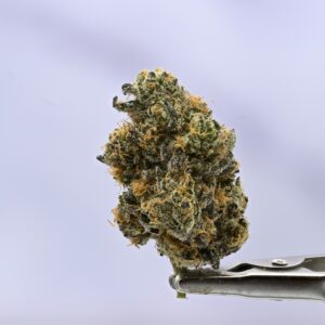 Seed Junky Blue Zushi x G41