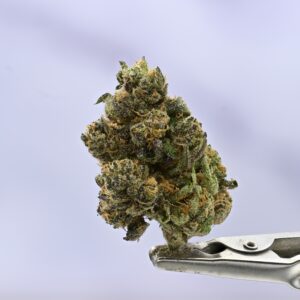 Seed Junky Blue Zushi x G41