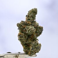 WoodWide Crunch Berries