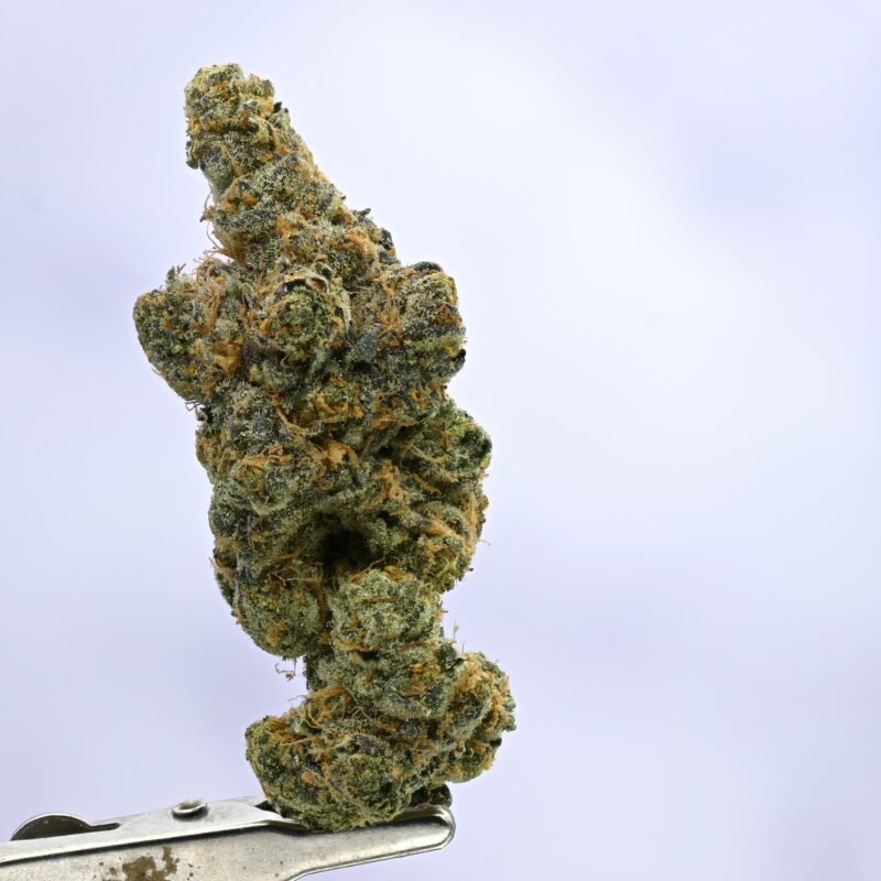 WoodWide GSC