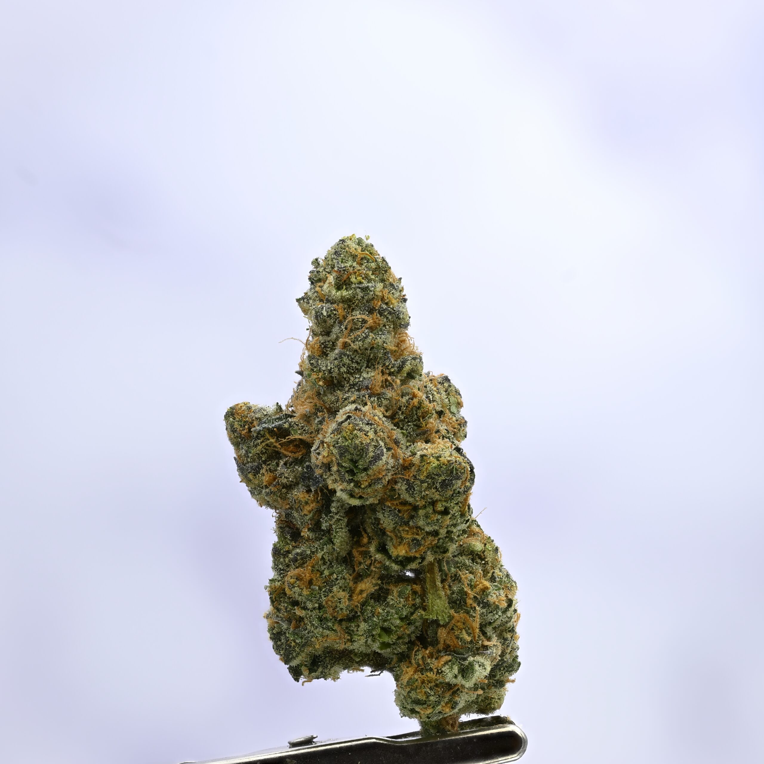WoodWide GSC