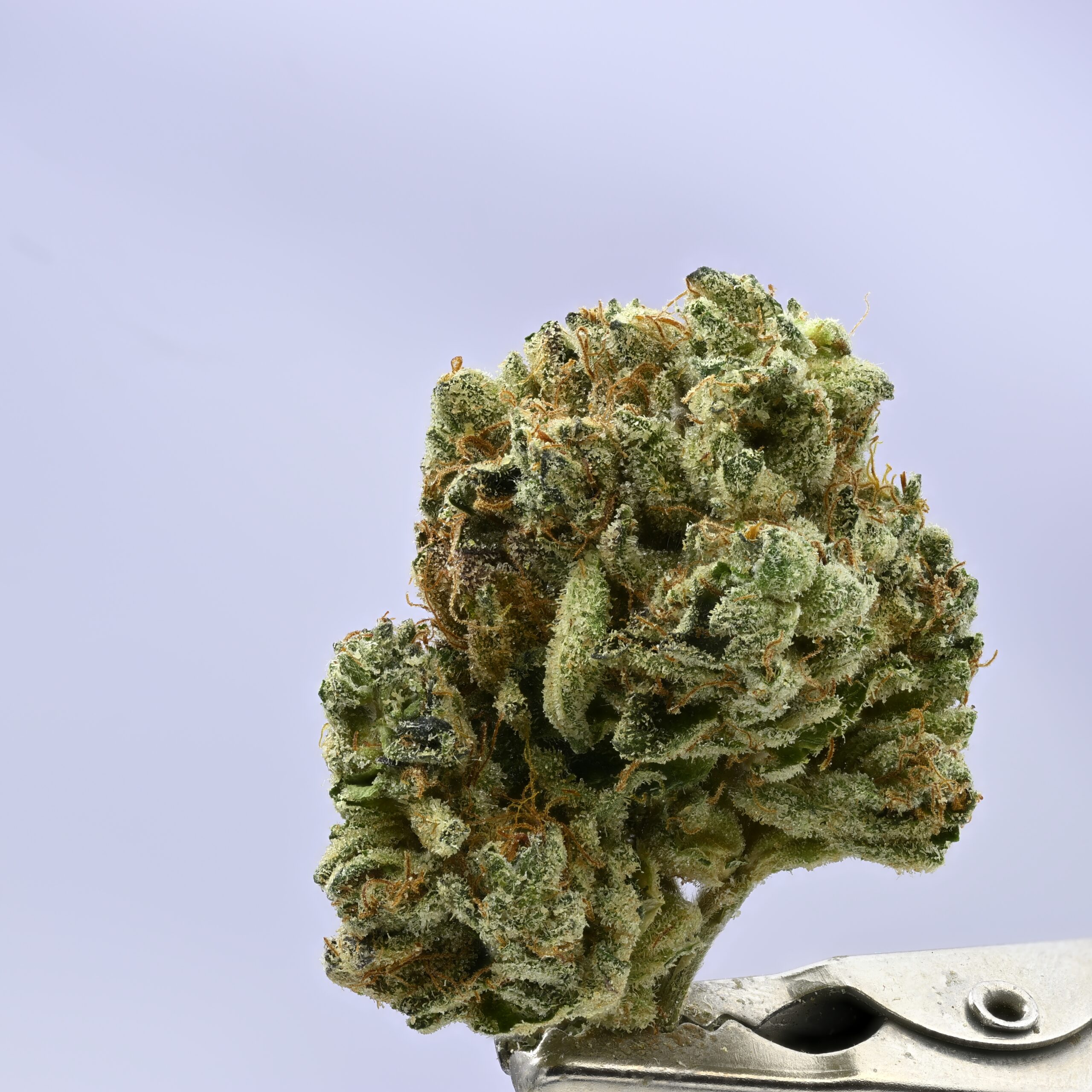 Kush Co Iceberg Slim