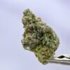 Stacked from 35 images. Method=C (S=9) Kush Co Iceberg Slim