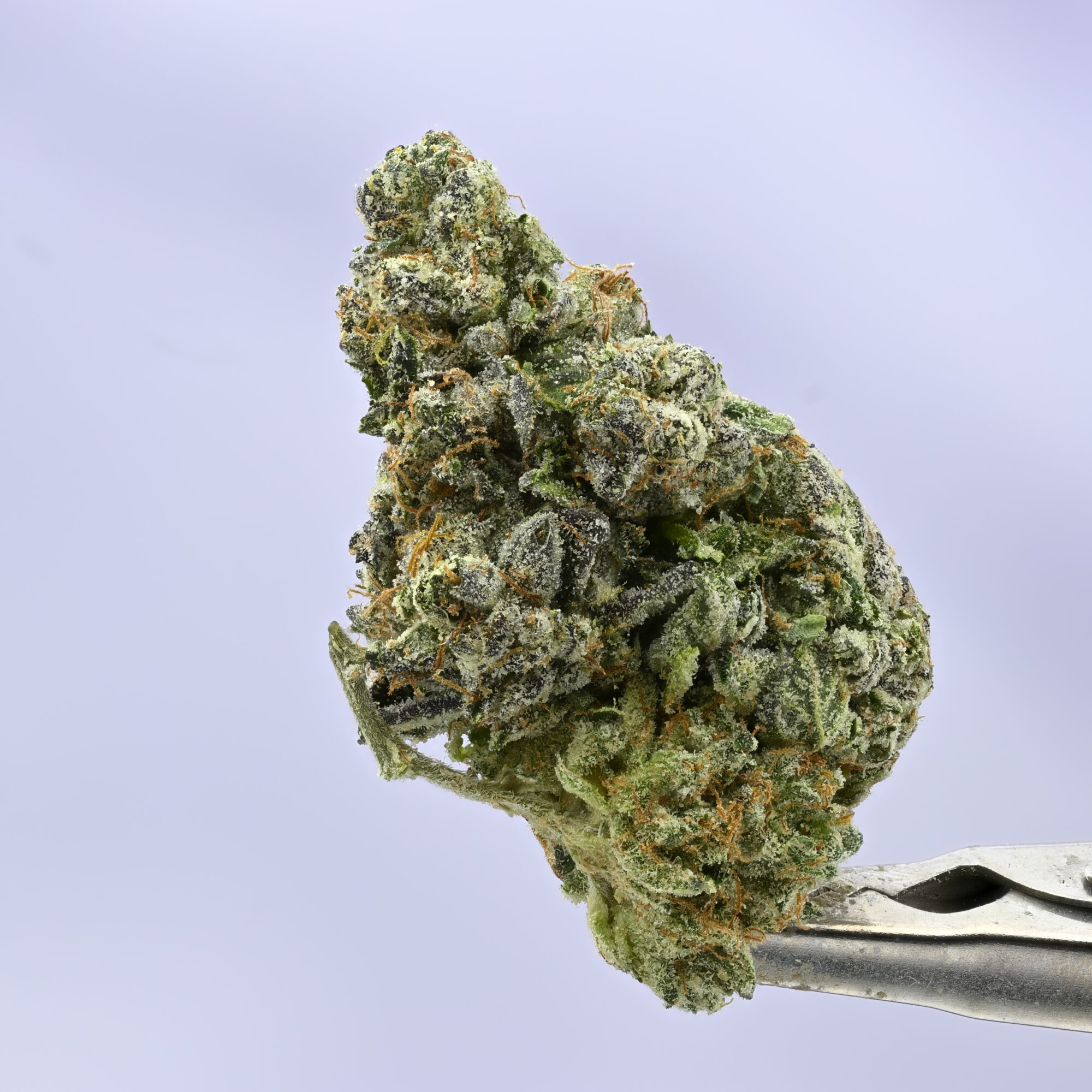 Kush Co Iceberg Slim