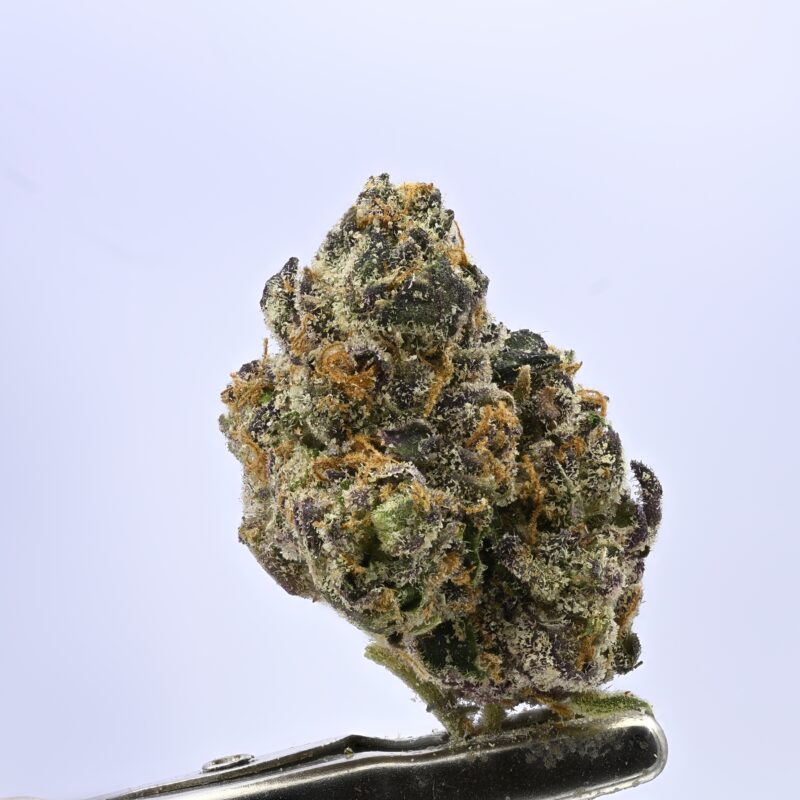 Yacht Club Lemon Wake