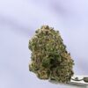 Stacked from 36 images. Method=C (S=9) Seed Junky Malibu x GSC