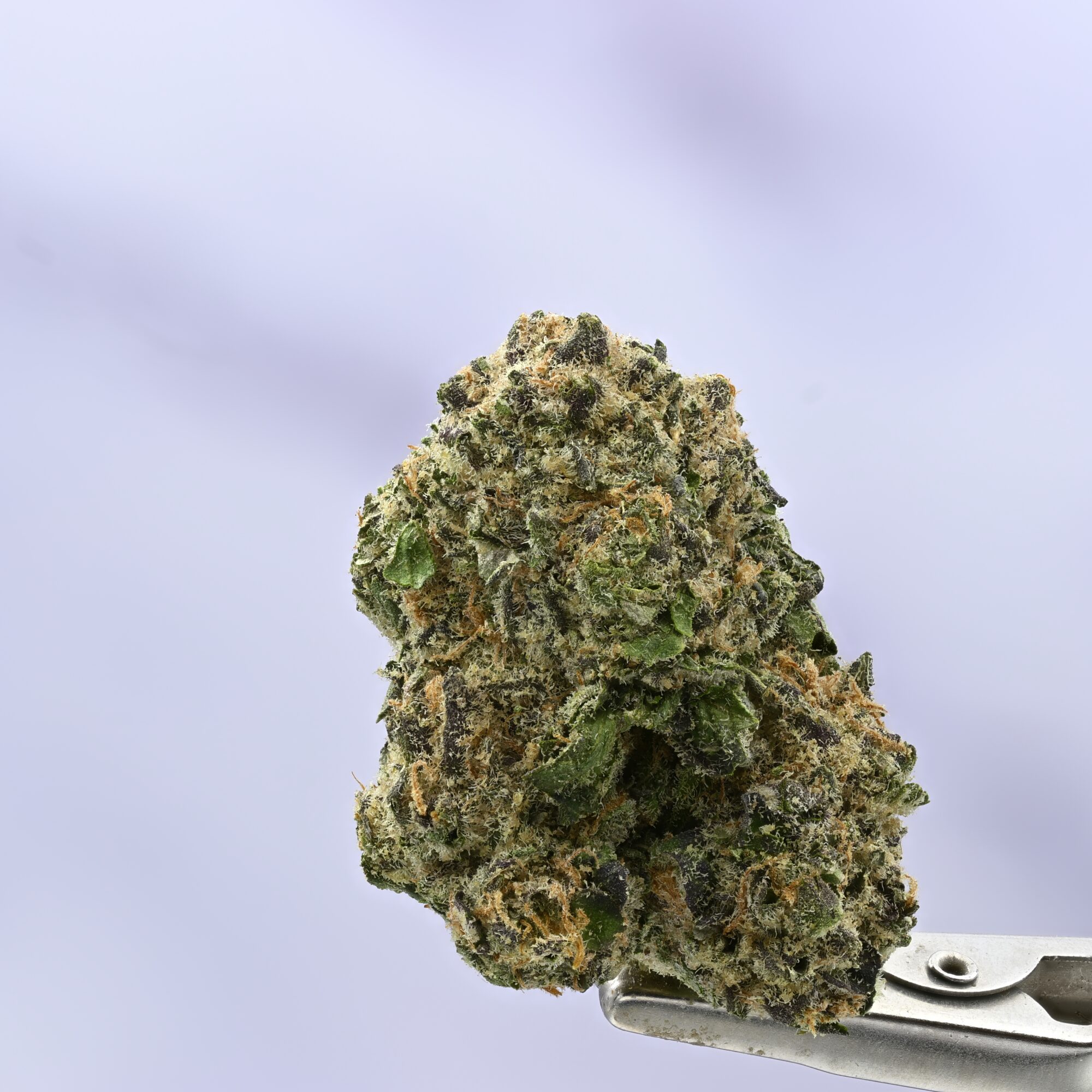 Seed Junky Malibu x GSC