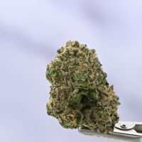 Seed Junky Malibu x GSC