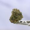 Stacked from 24 images. Method=C (S=9) Seed Junky Malibu x GSC