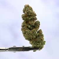 WoodWide Mendo Crumble