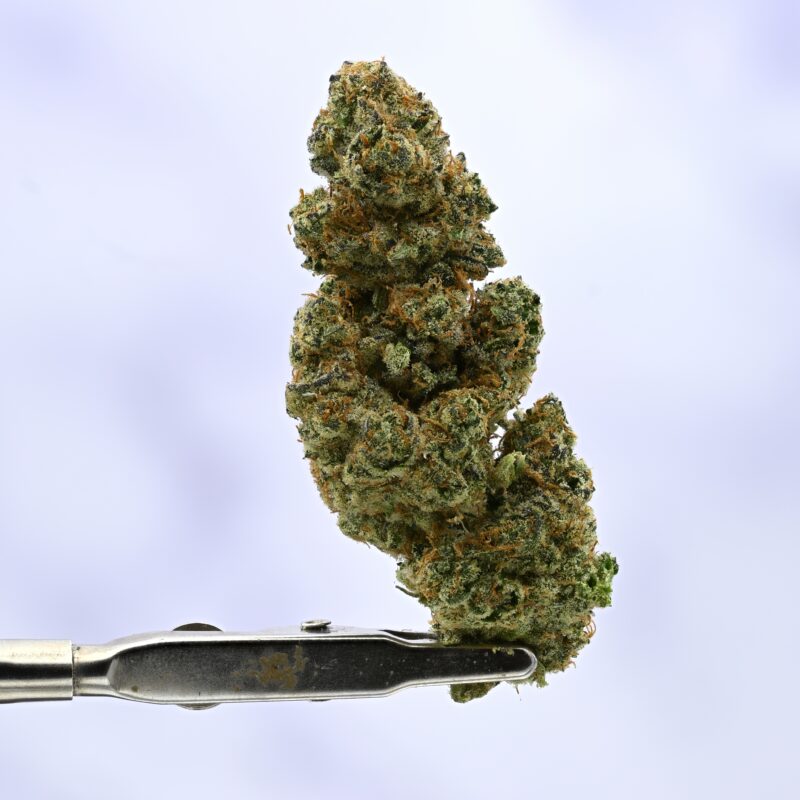 WoodWide Mendo Crumble