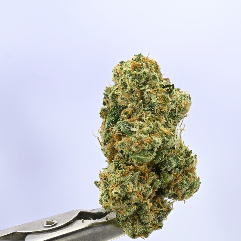 Yacht Club Royal Oak OG