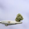 Preferred Gardens Sidebanger Smalls