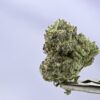 Kush Co Sour Power OG