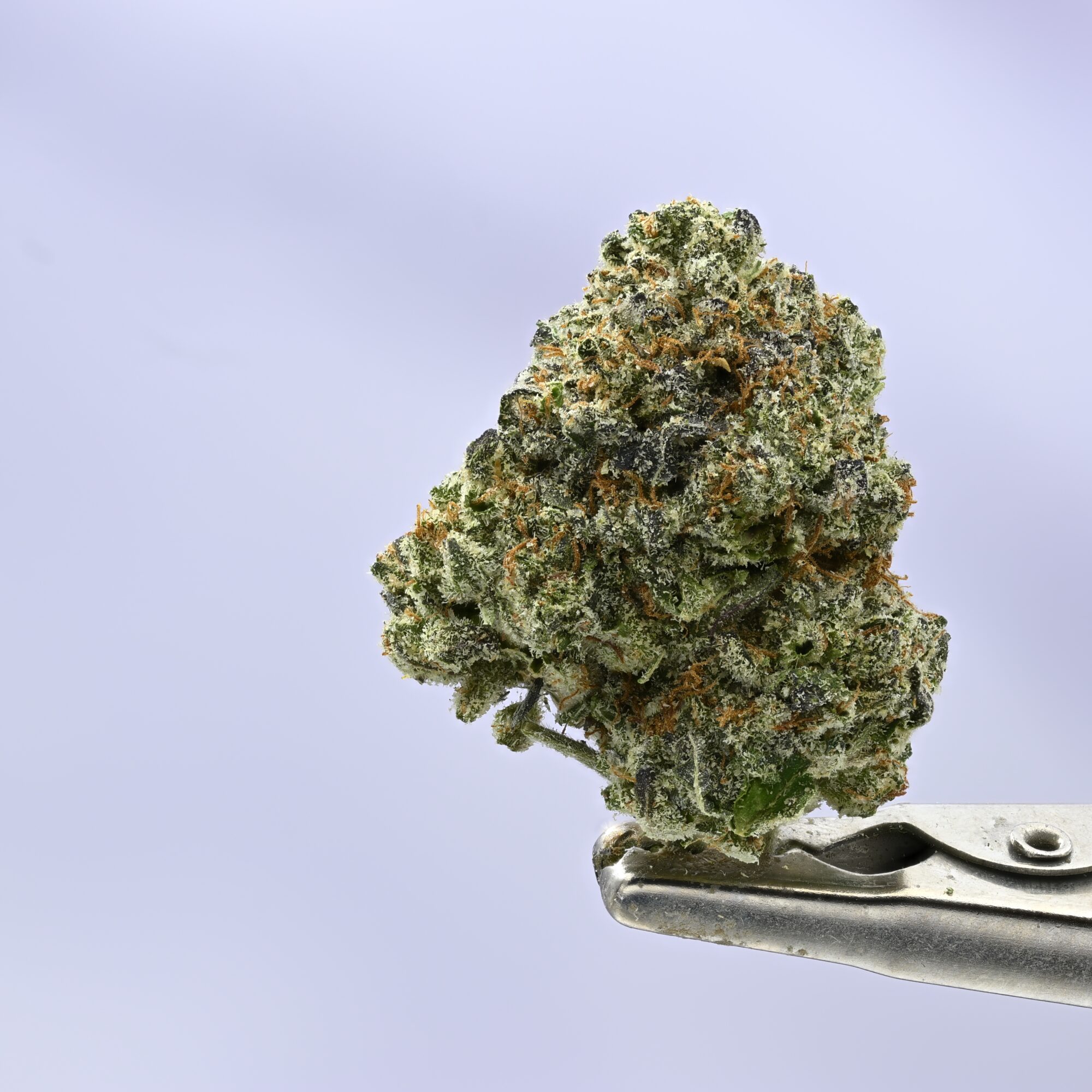 Kush Co Sour Power OG