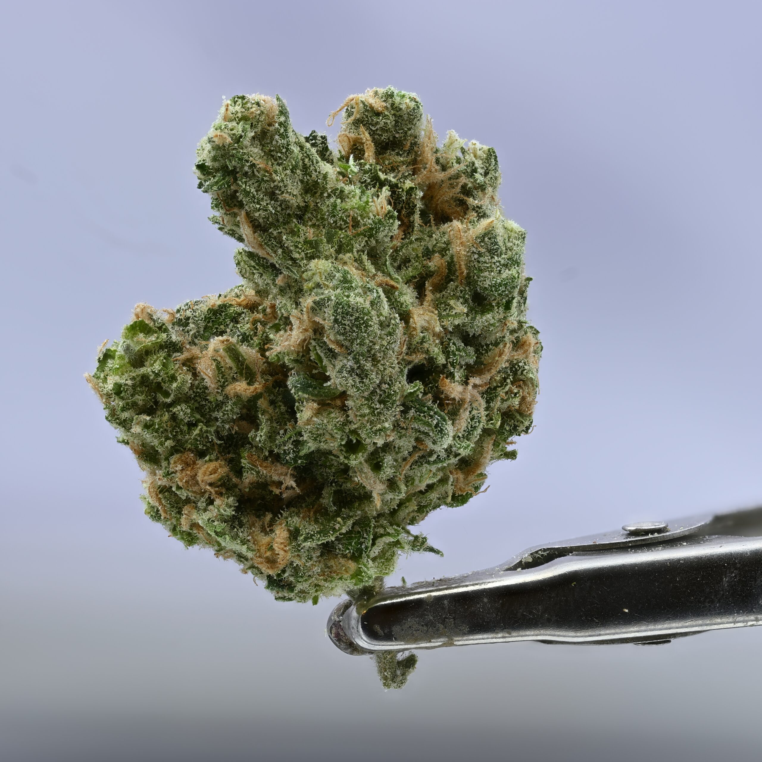 Preferred Gardens Blue Dream – 7g