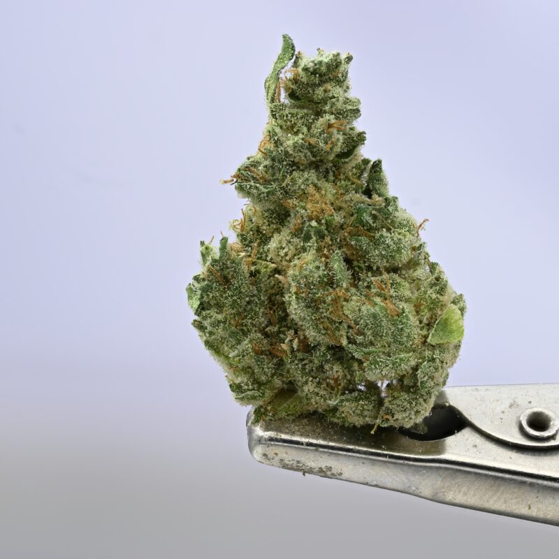 Yacht Club Schemdiums Banana OG