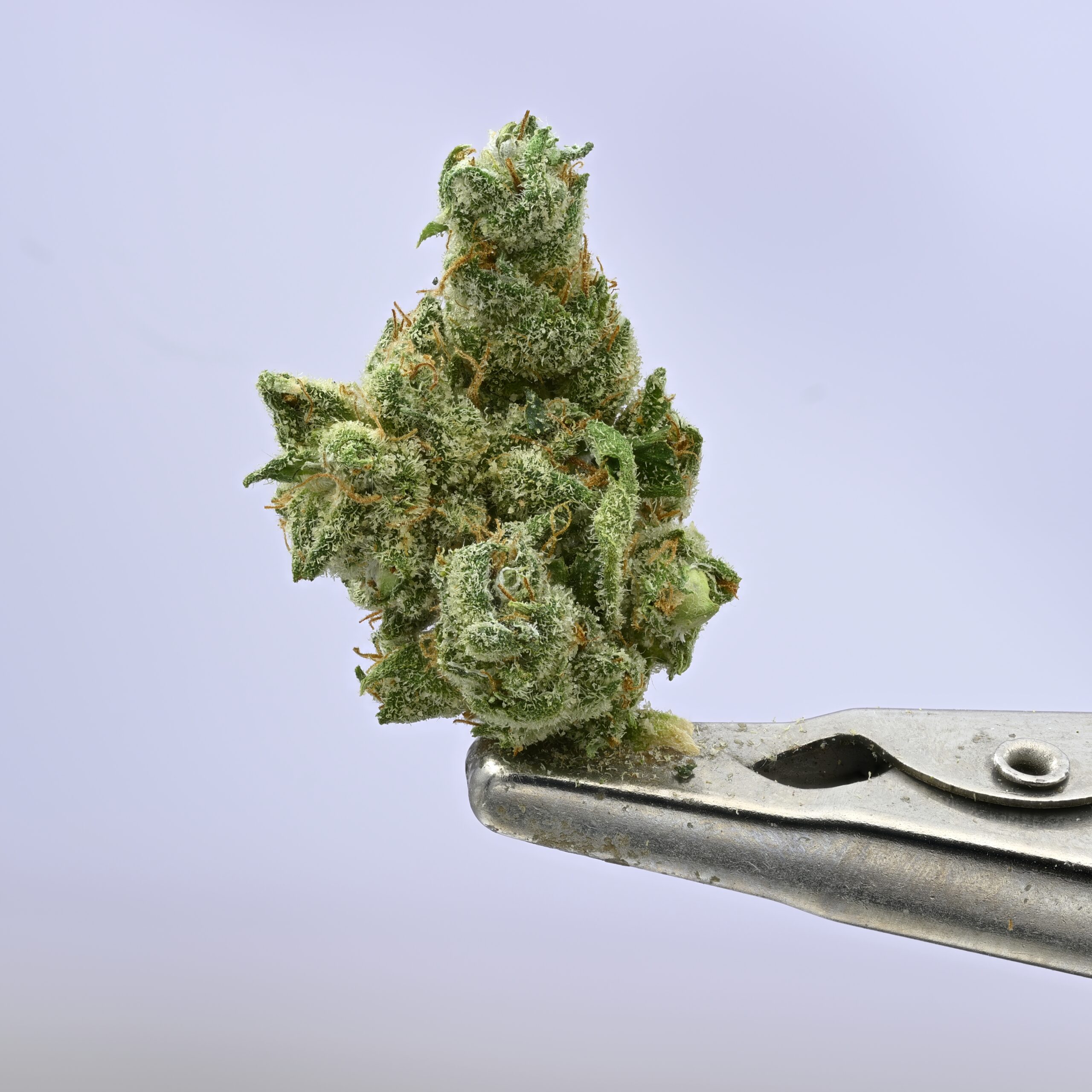 Yacht Club Schemdiums Banana OG