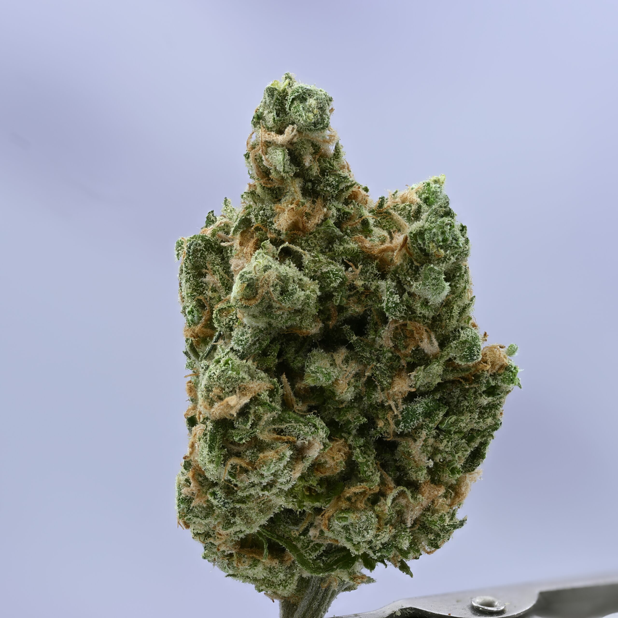 Preferred Gardens Blue Dream