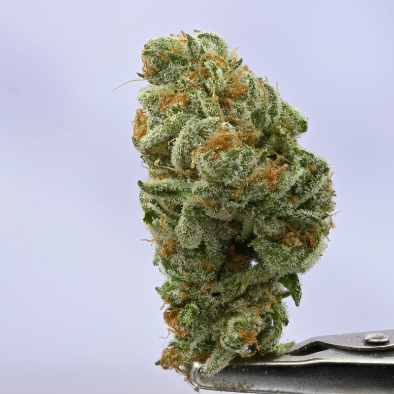 LAFF Blueberry Zkittlez Mediums