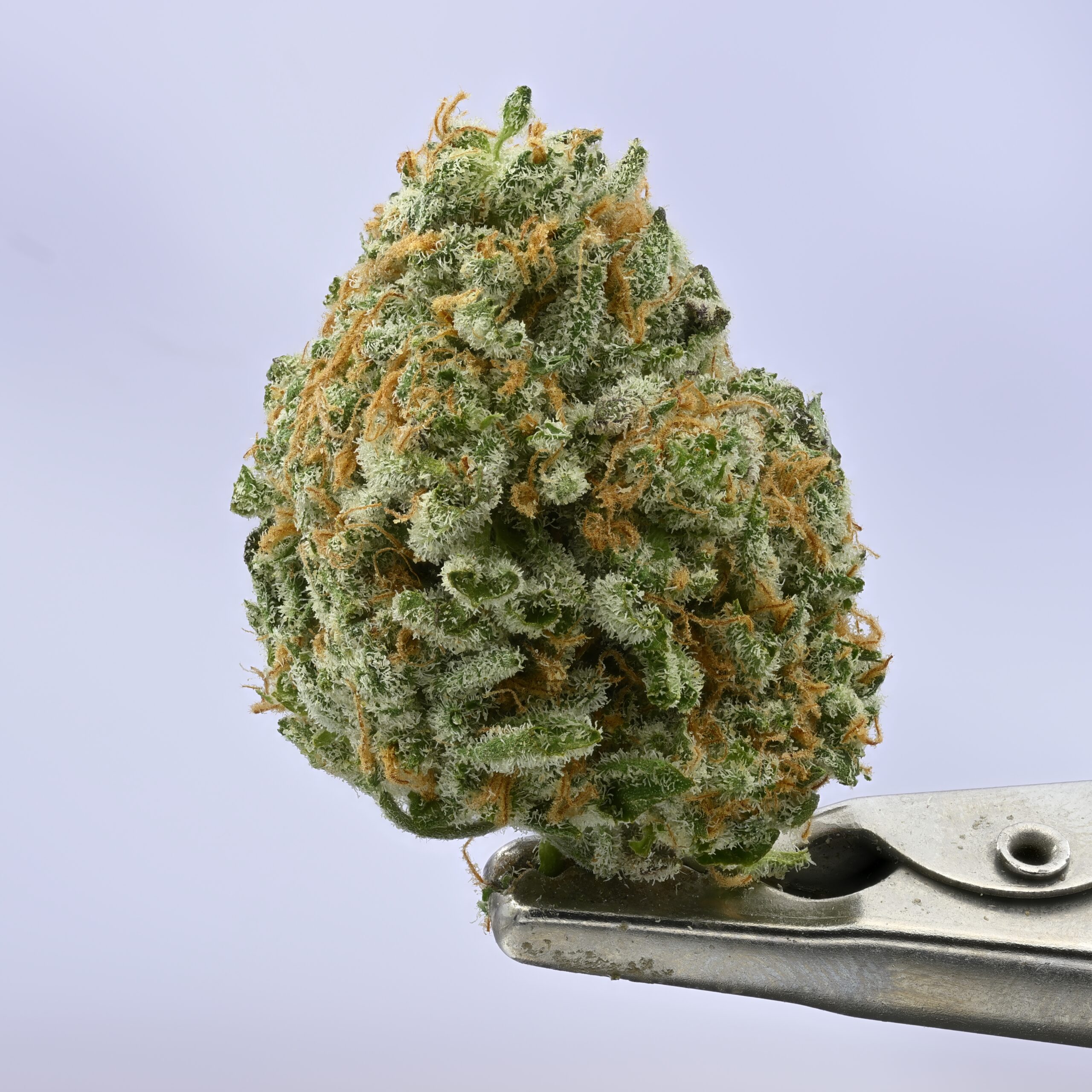 LAFF Blueberry Zkittlez Mediums