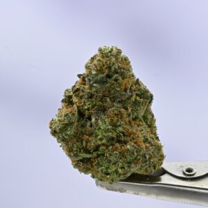 Yacht Club Shasta Blues 7G Jar