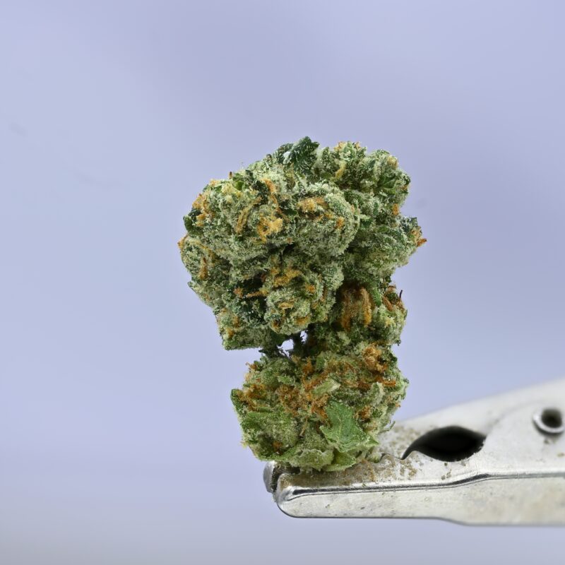 Preferred Gardens G41 Smalls