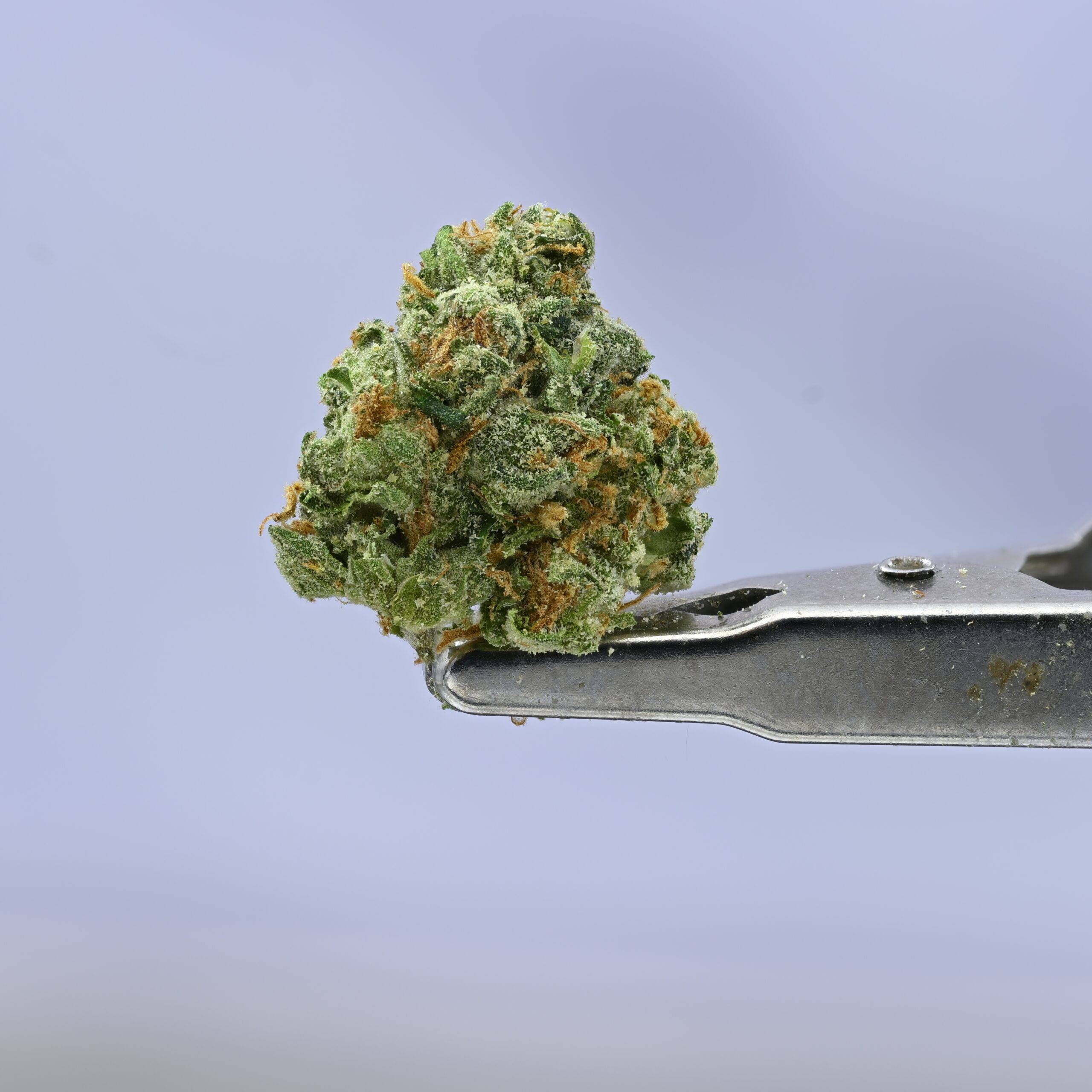 Preferred Gardens G41 Smalls