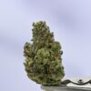 Yacht Club Nautical 7G Jar