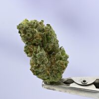 Yacht Club Nautical 7G Jar