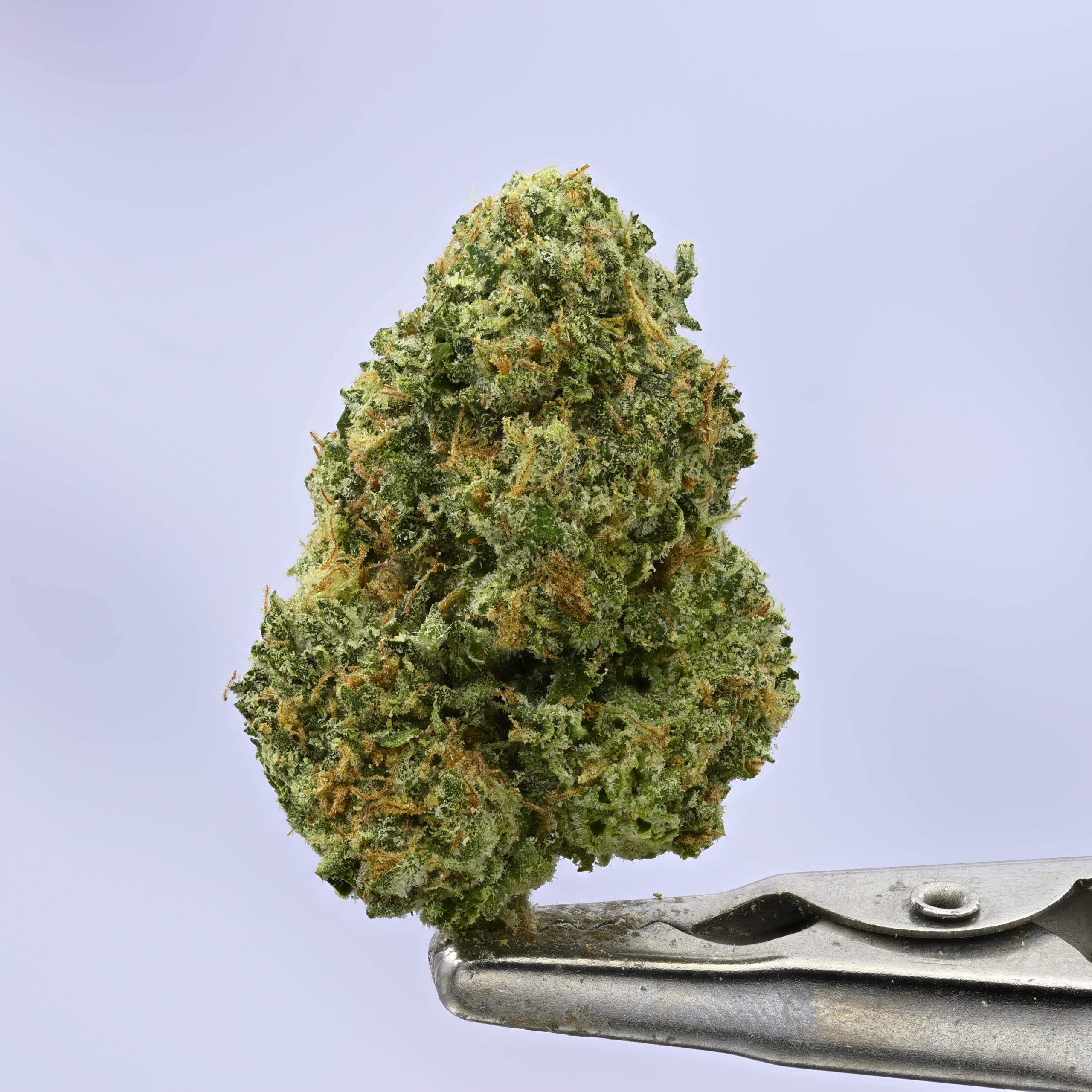 Preferred Gardens Purple Meduza