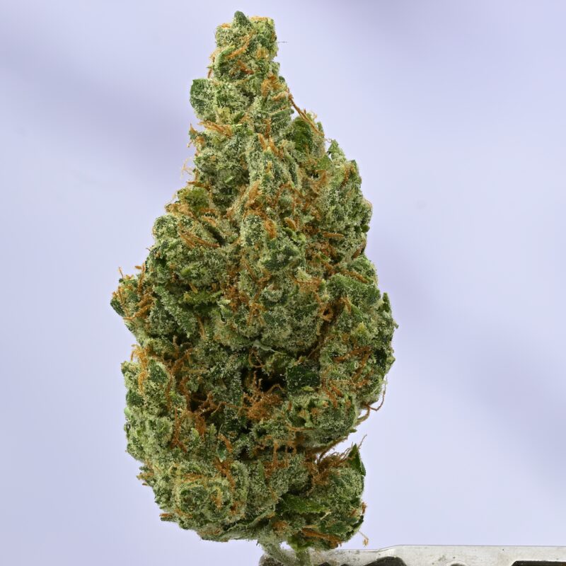 Wood Wide Sour Tangie