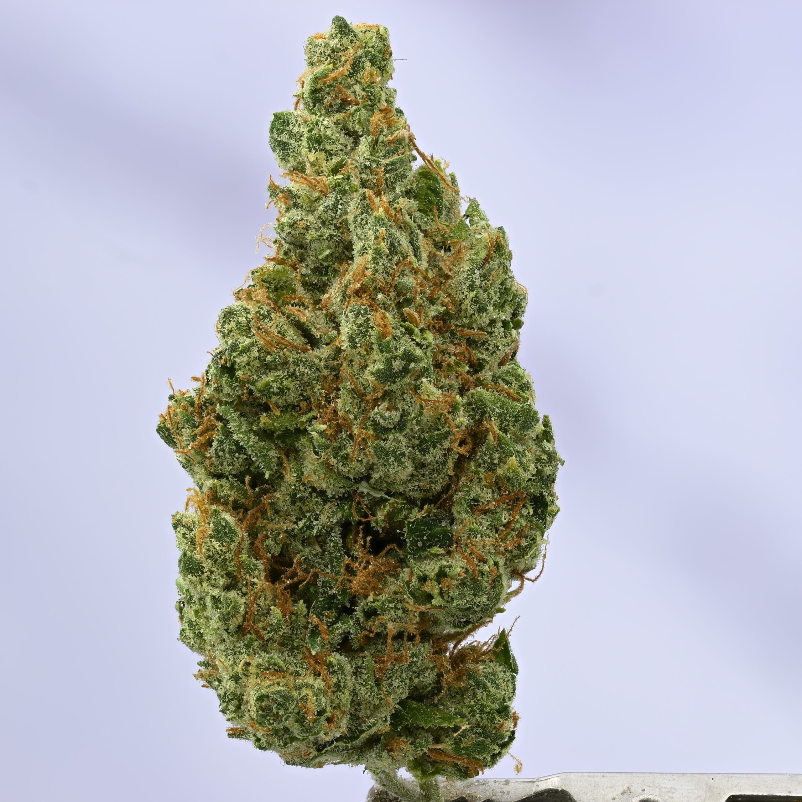 Wood Wide Sour Tangie