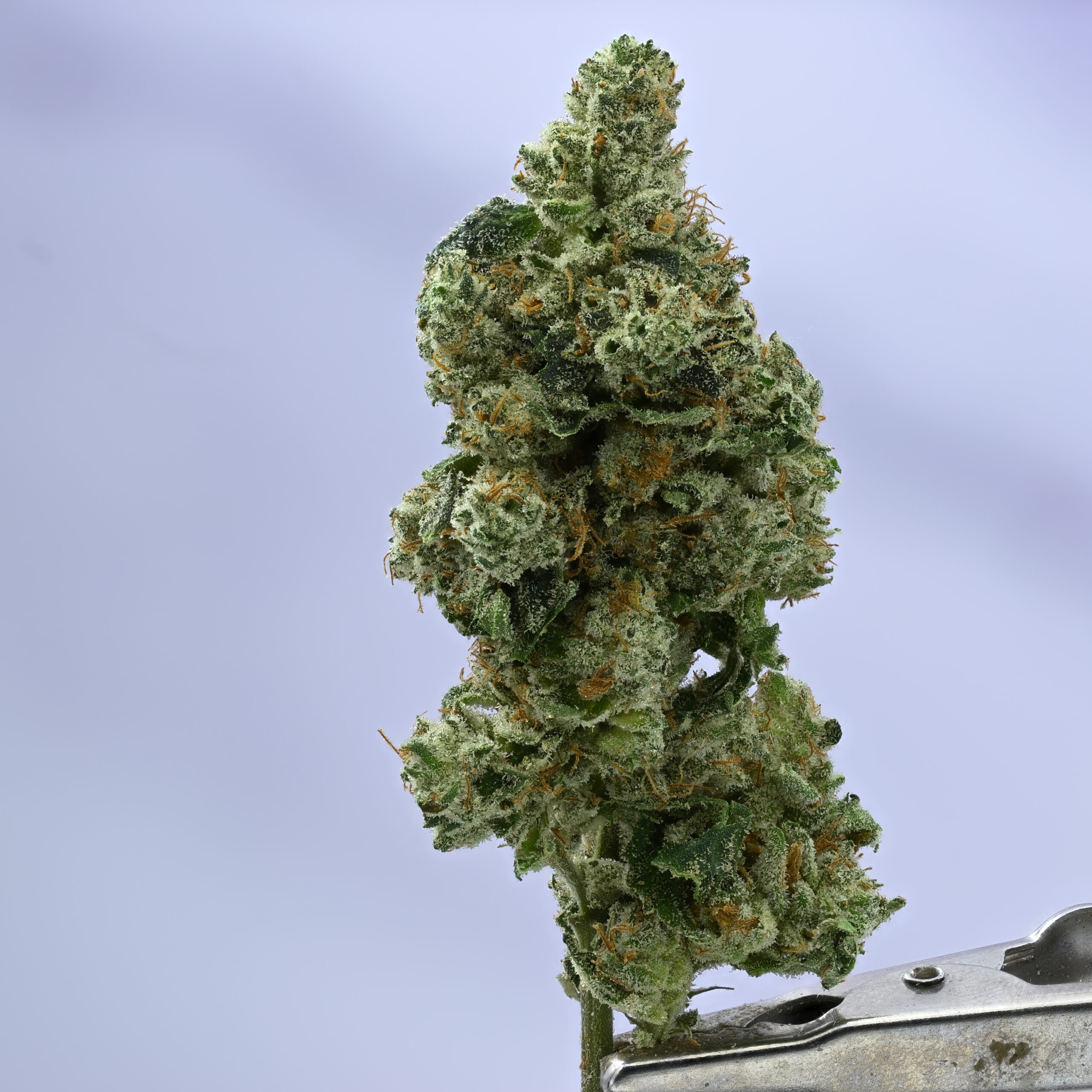Wood Wide Gorilla Glue #4
