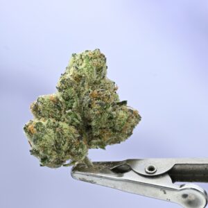 Seed Junky – JE