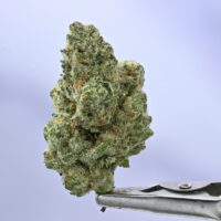 Seed Junky – JE