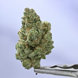 Seed Junky – JE