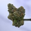 Seed Junky – B6