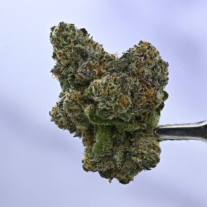 Seed Junky – B6
