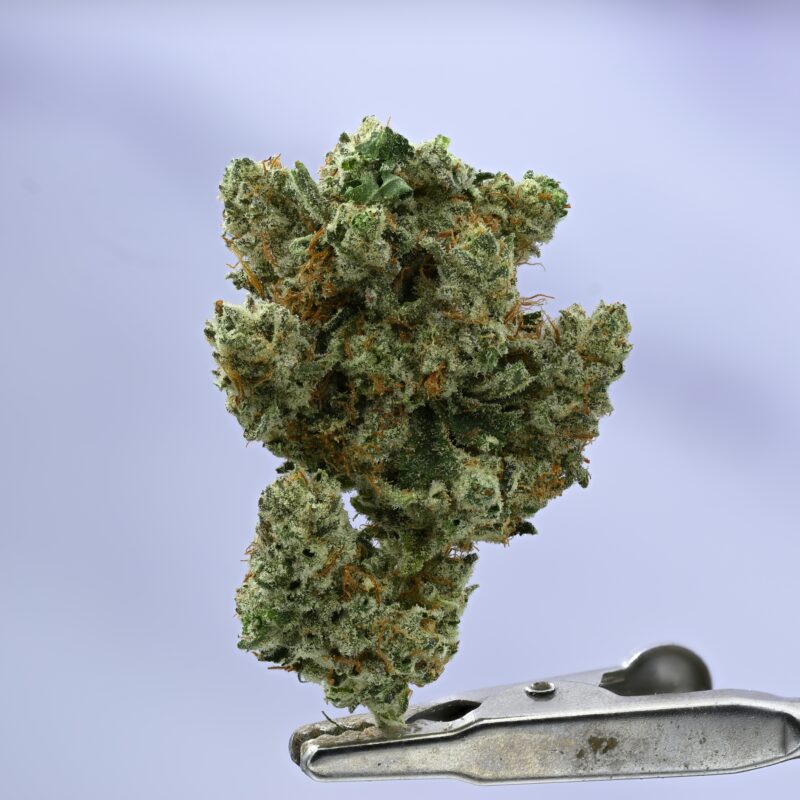 Wood Wide Gorilla Glue #4