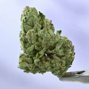Stacked from 41 images. Method=C (S=9) Seed Junky – GP x Animal Cookies