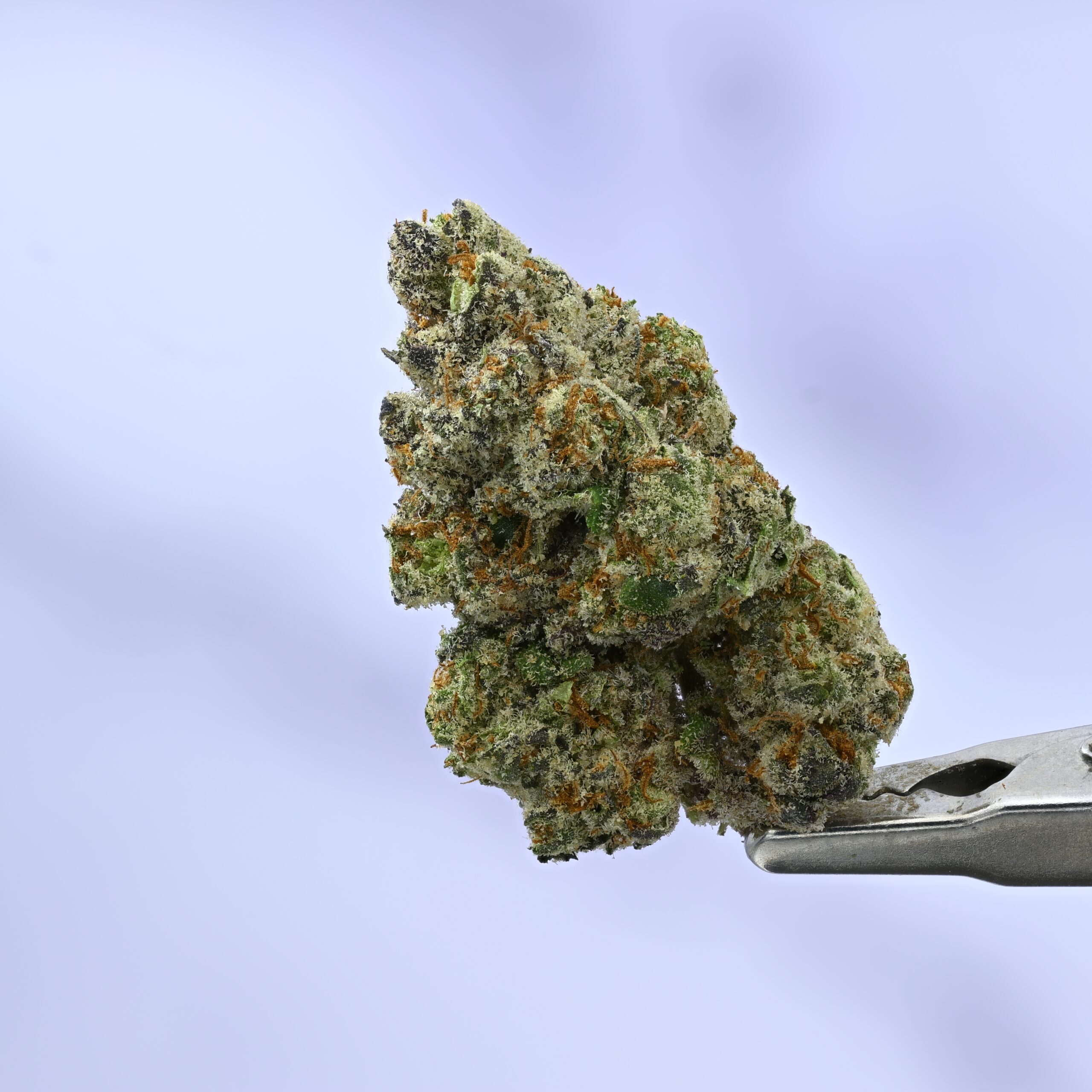 GSC x Blue Diesel